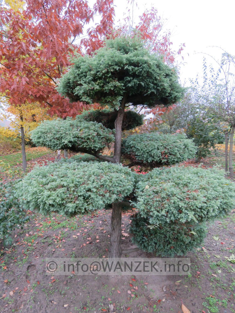 Chamaecyparis pisifera Squarrosa - Bonsai 01.JPG